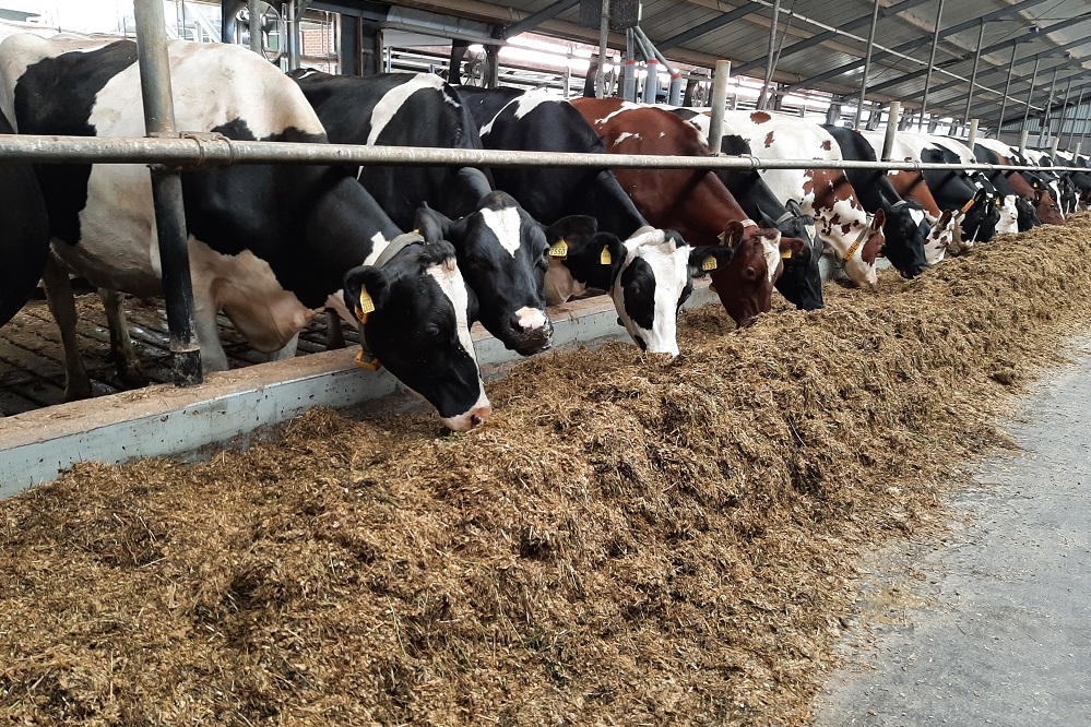 Nieuwe wetgeving voor inperking runderbesnoitiose