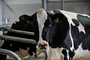 Nederlandse melkkoeien worden ouder en gezonder