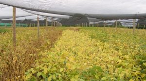 Protealis belooft ‘eerste sojarassen voor lokale teelt’ in 2022