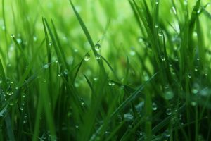 Kijk op Gras: Droog weer zorgt voor droog gras