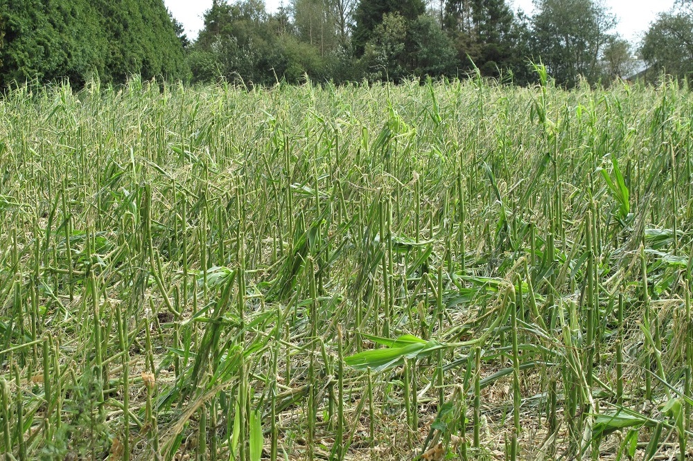 Wat doen bij schade door hagel in maïs?