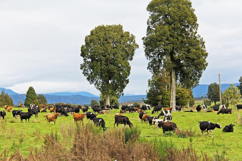 Gemiddelde melkgift gestegen, maar melkaanvoer omlaag in Nieuw-Zeeland