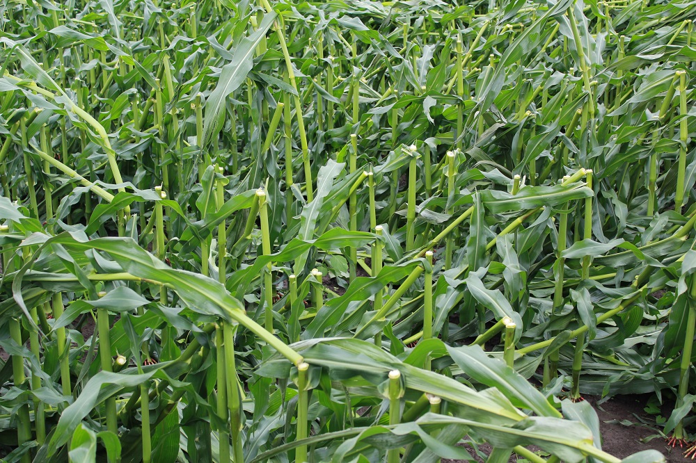 Ernstige vorm van green snapping tijdens de fase van het schieten -Storm kan op verschillende manieren schade veroorzaken in maïs