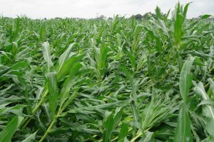 Storm kan op verschillende manieren schade veroorzaken in maïs