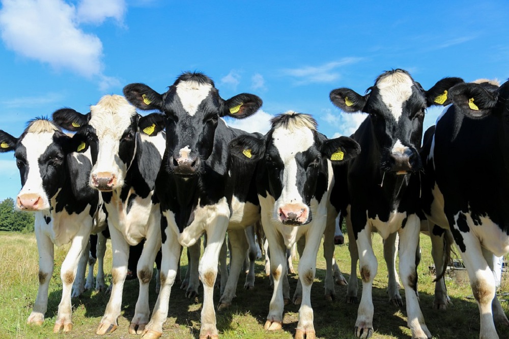 ‘Methaanuitstoot koeien veel kleiner dan aangenomen’