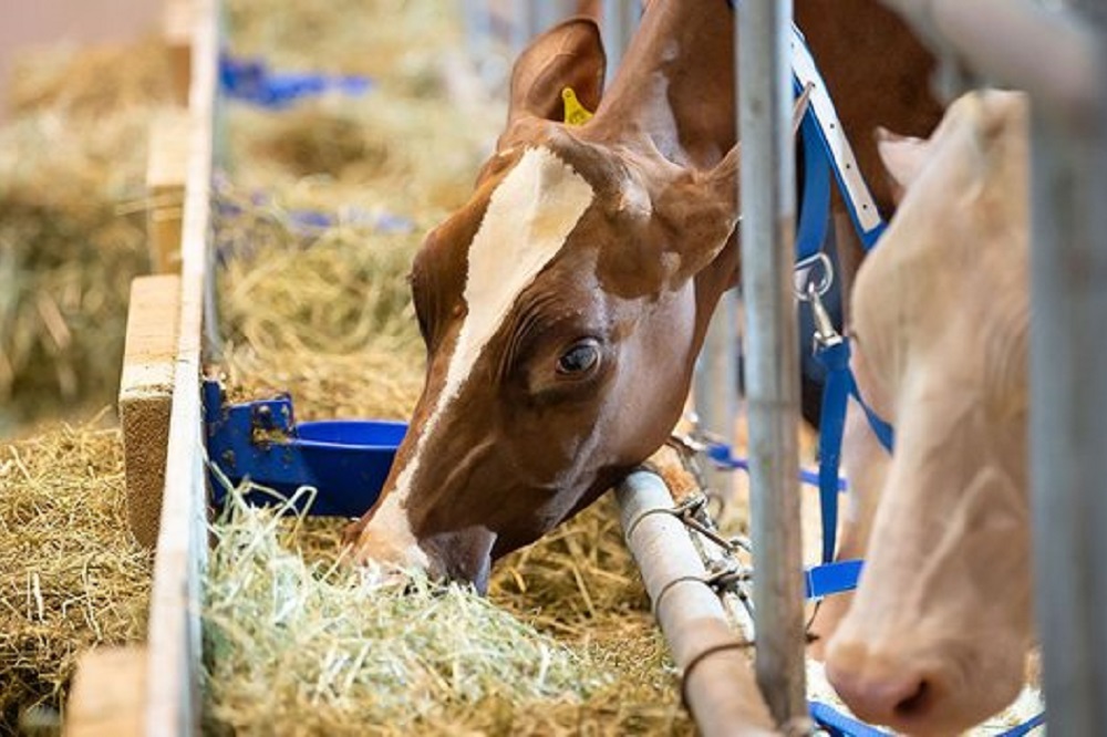 Europese melkveehouderij komt samen op Eurotier 2022