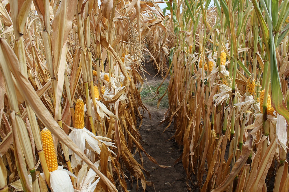 Maïsrassenkeuze voor droogtegevoelige grond 