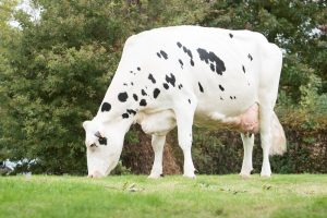 Primeur voor Vlaanderen, eerste homozygoot hoornloze 100.000 kg melk koe!