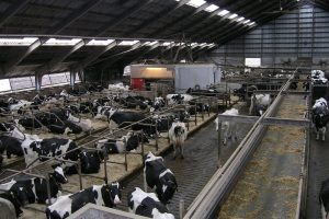 Anderstrup voor vijfde jaar op hoogste gemiddelde melkproductie