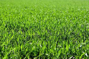 Graslandupdate: Grote verschillen bepalen de vooruitzichten op de eerste snede - grasgroei
