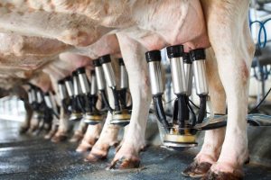 Meer dan drie miljard liter melk opgehaald in Vlaanderen in 2022