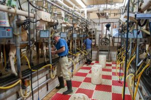 Arbeid in de melkveehouderij: een dagelijkse strijd tegen de klok