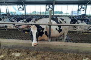 Gezocht: melkveehouders die methaanreducerende voeders willen gebruiken