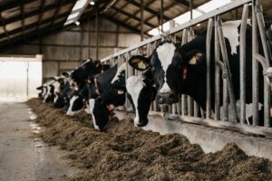 Koeien in Nederland produceren meer melk