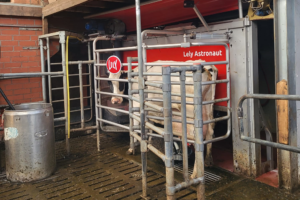 Voederbieten als alternatief lokmiddel om koeien vlot in de melkrobot te krijgen