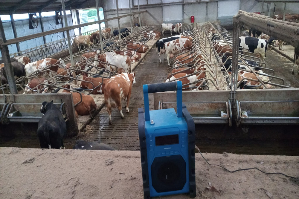 Geluiden van kalveren onderzocht als alternatief lokmiddel in de melkrobot