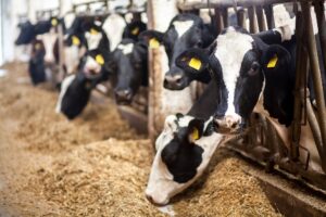 Melkveebedrijf - Zinpro - Koeprestaties houden geen gelijke trend met stijging genetisch niveau