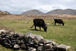 Ierse klimaatmaatregel: veestapel met 200.000 koeien krimpen
