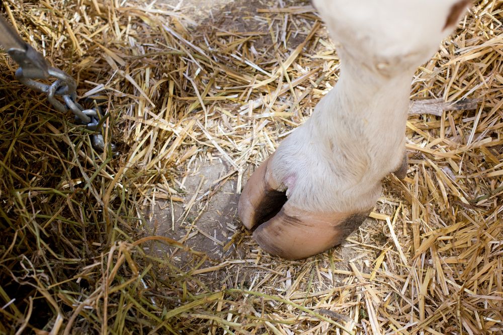 Klauwbaden in de strijd tegen infectieuze klauwaandoeningen bij runderen
