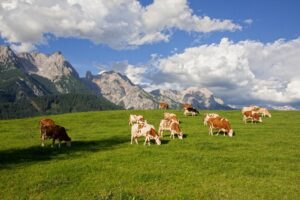 Oostenrijk heeft handelsoverschot in landbouwgoederen