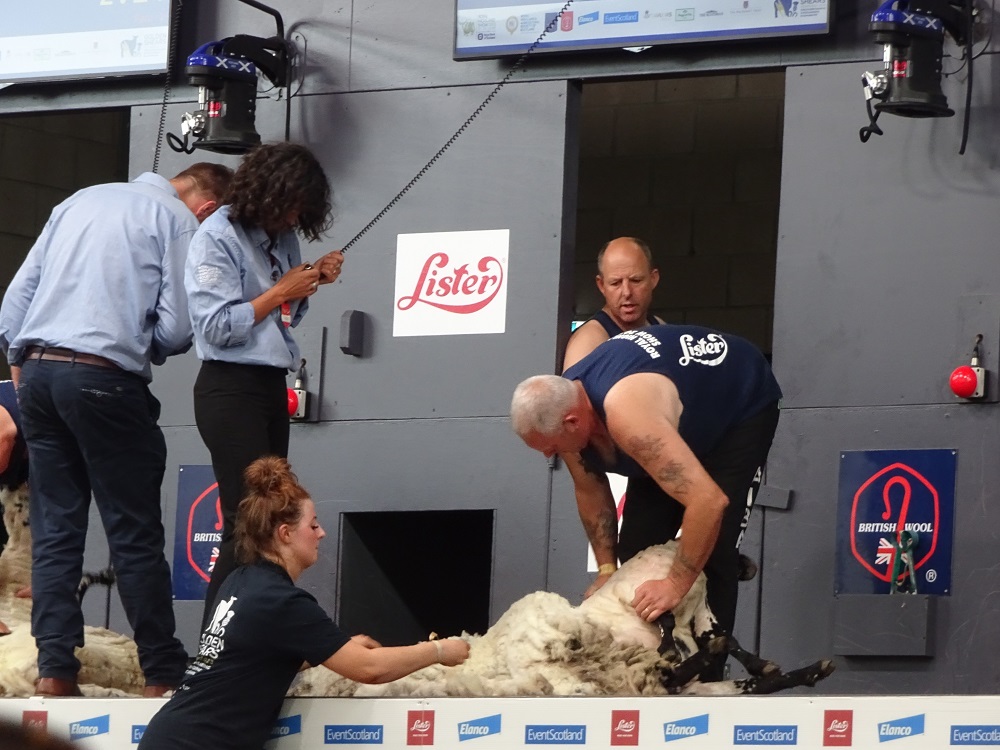 Het wereldkampioenschap schapen scheren, ofwel ‘Golden Shears’.