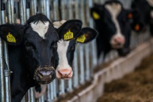 Hitte kost gemiddeld melkveebedrijf tot 1500 euro meer per maand