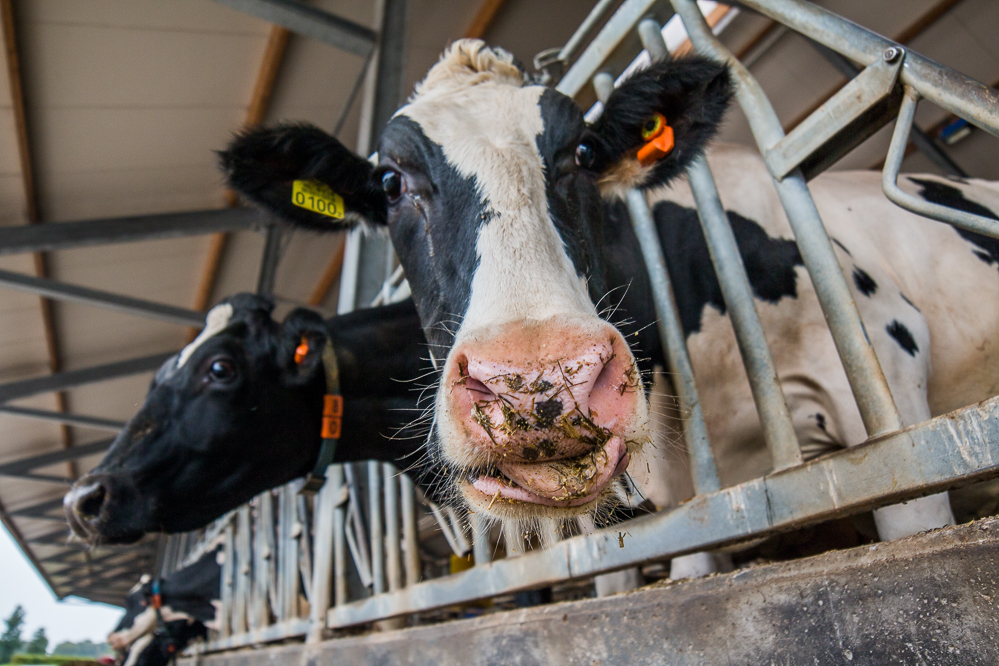 Vlaamse melkkoeien produceren de meest klimaatvriendelijke melk