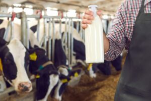 Melkproductie in de Europese Unie stijgt