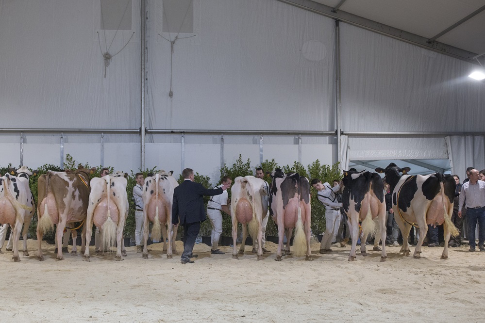 Dairy Sale en Vlaamse Koeparade vaste elementen op Agro-Expo