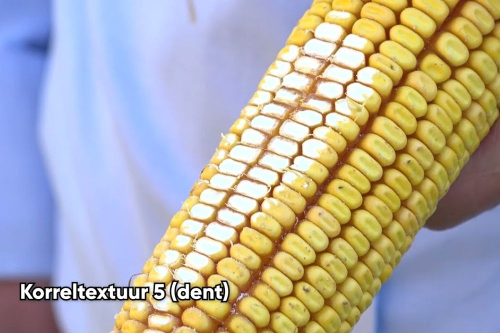Video: Afschrapen van de maiskolven toont verschil in hardheid tussen dent- en flint mais in de praktijk