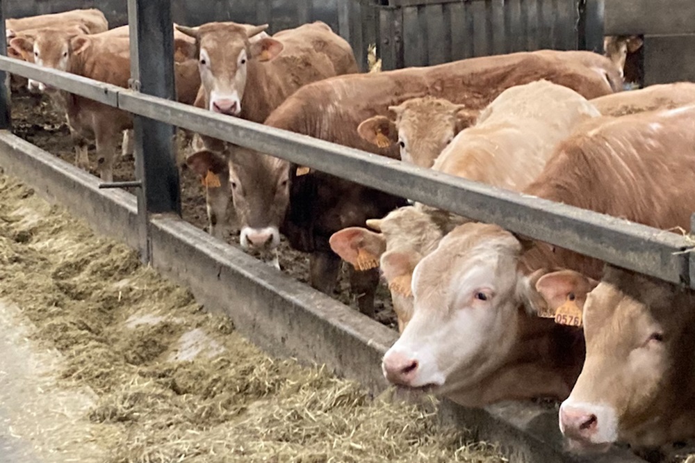 SilvAir draagt bij aan verduurzaming Vlaamse vleesveesector