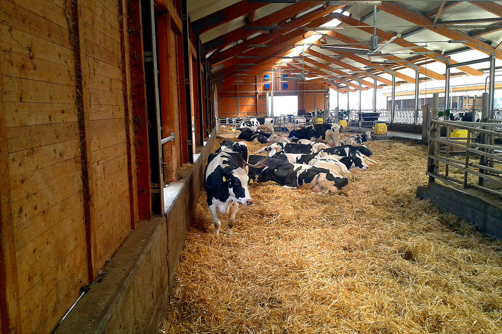Selectief droogzetten na kiemdetectie in de melk halveert antibioticagebruik op ILVO proefbedrijf