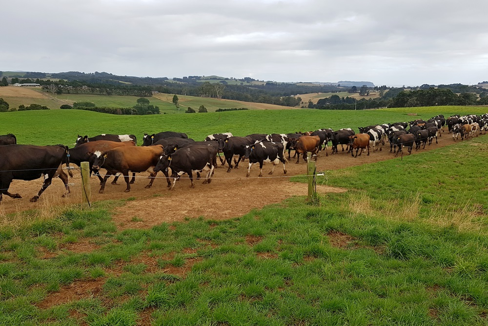 Goede irrigatie essentieel voor succesvolle melkveehouderij in Tasmanië