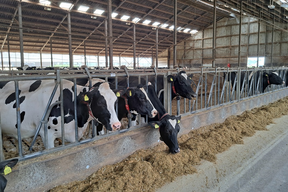 Marktkansen voor melk met lage CO2-voetafdruk bovaer