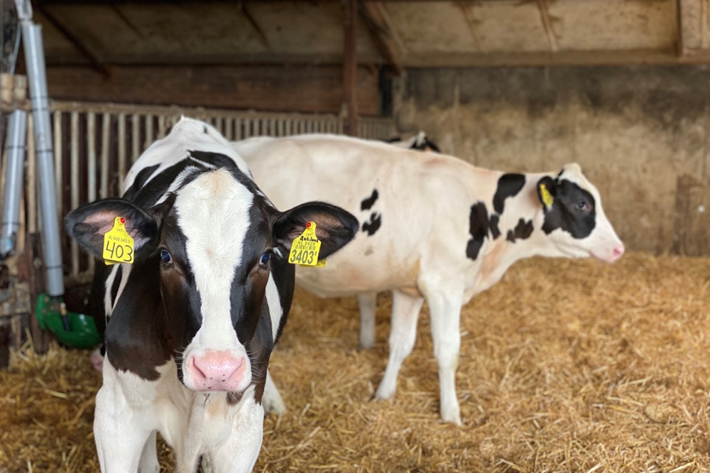 Eerste IVF-kalf in Schotland voor versnellen genetische vooruitgang