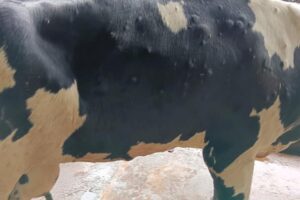 Lumpy skin disease (LSD): de stand van zaken