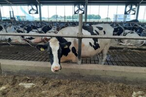 Opnieuw een IBR-haard: DGZ herhaalt oproep tot verhoogde waakzaamheid