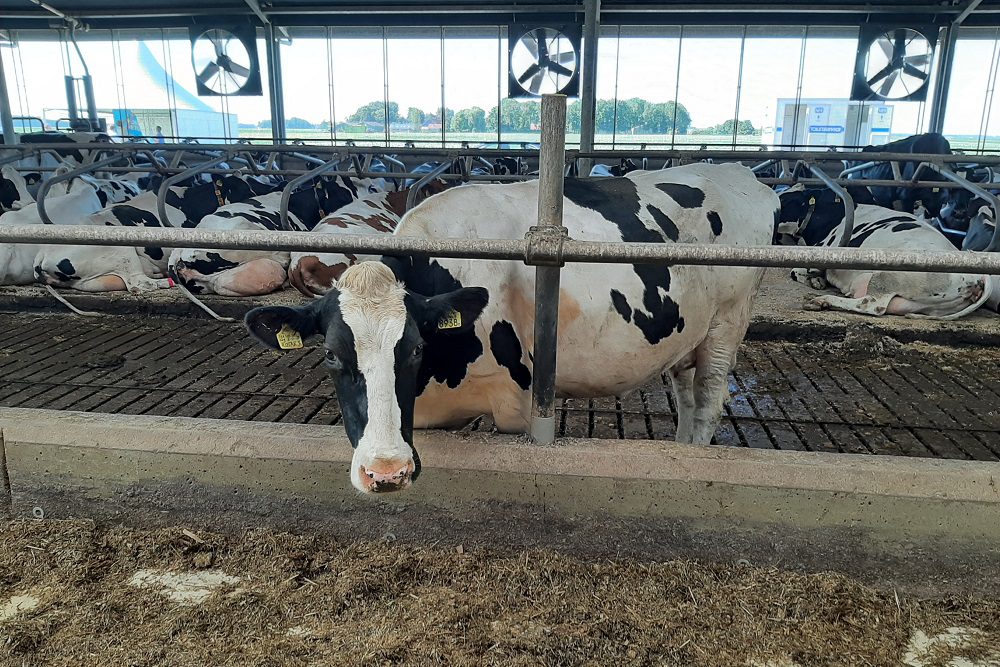 Opnieuw een IBR-haard: DGZ herhaalt oproep tot verhoogde waakzaamheid