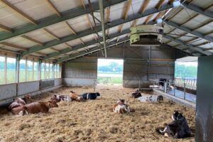 “Afkalven verloopt altijd rustig en zonder problemen”