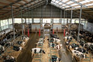 Ook de koe kiest voor rendement – als jij haar de keuze geeft