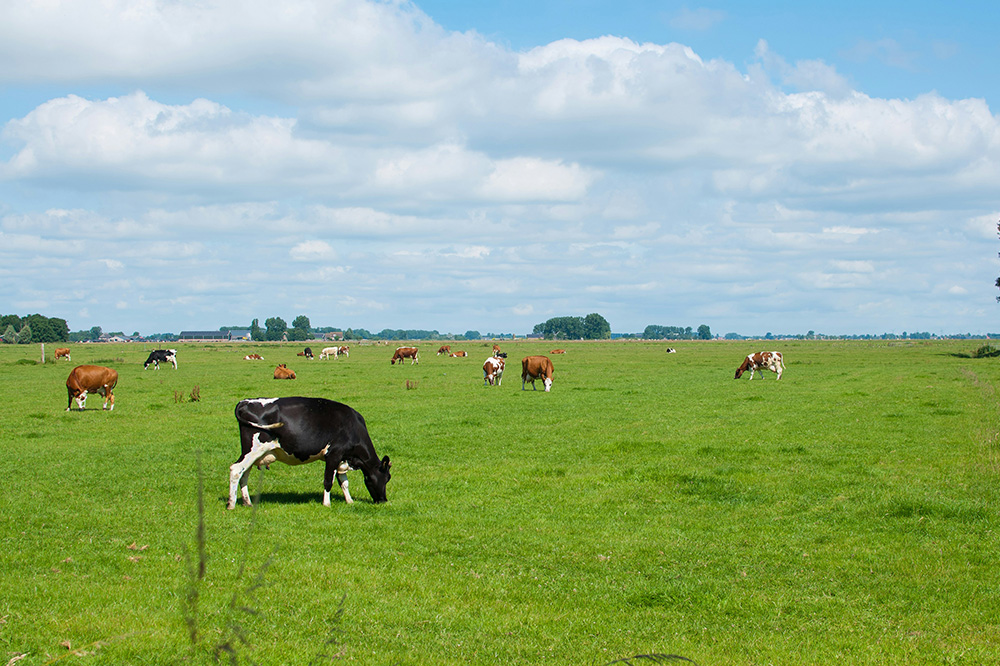 FrieslandCampina en Milcobel publiceren fusievoorstel