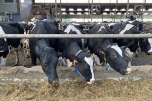 Efficiënt voeren en hoge melkproductie blijken gunstig voor verminderen klimaatimpact