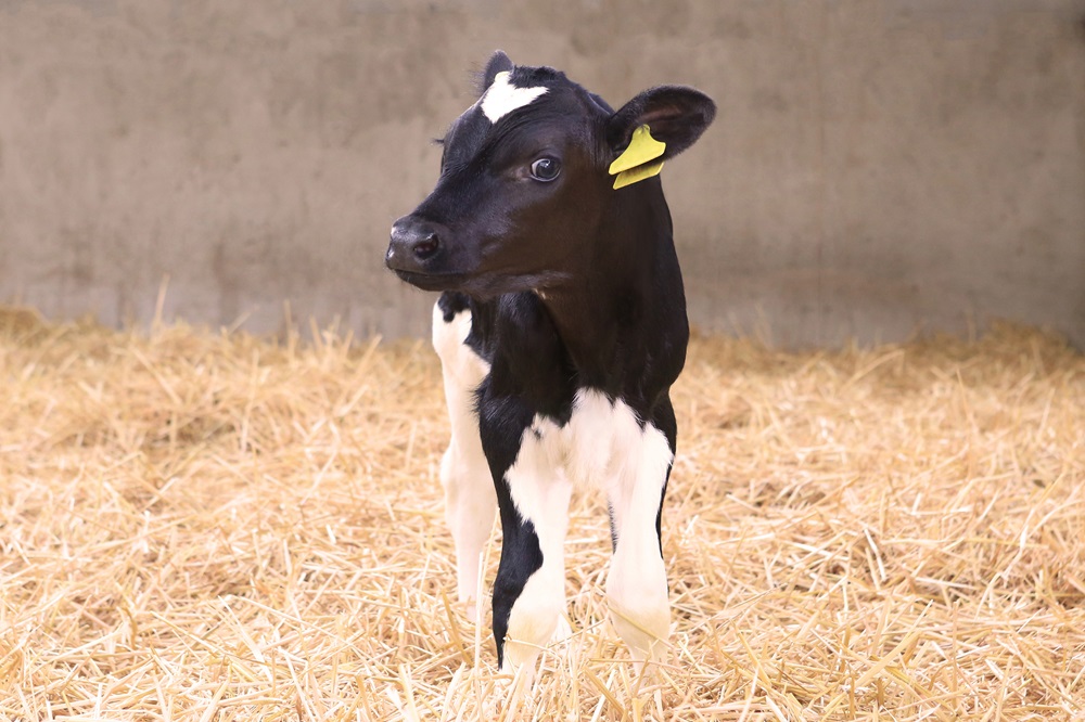 ‘Economische gevolgen cryptosporidiose groter dan verwacht’ 