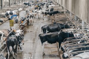 Koerswijziging voor Chinese zuivelsector