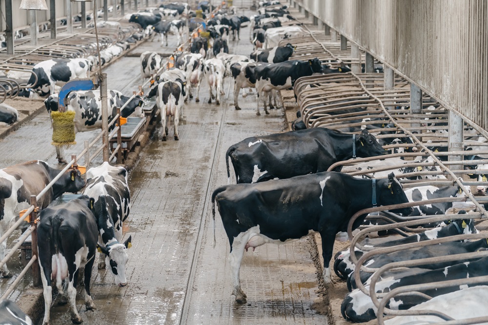 Koerswijziging voor Chinese zuivelsector