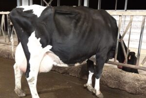 Vier honderdtonners in een jaar op het bedrijf van familie Op ’t Roodt