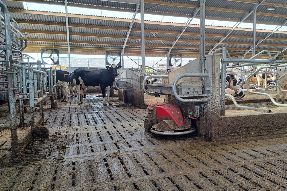 49 procent van de melkveehouders heeft een mestrobot