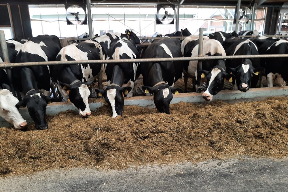 Oproep DGZ: dringend gezamenlijke actie nodig in IBR-crisis