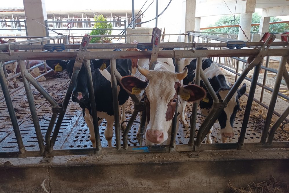 Landbouw in Malta: balanceren tussen erfgoed en toekomst