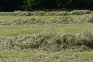 Vers gras voeren: benutting van eigen grasproductie